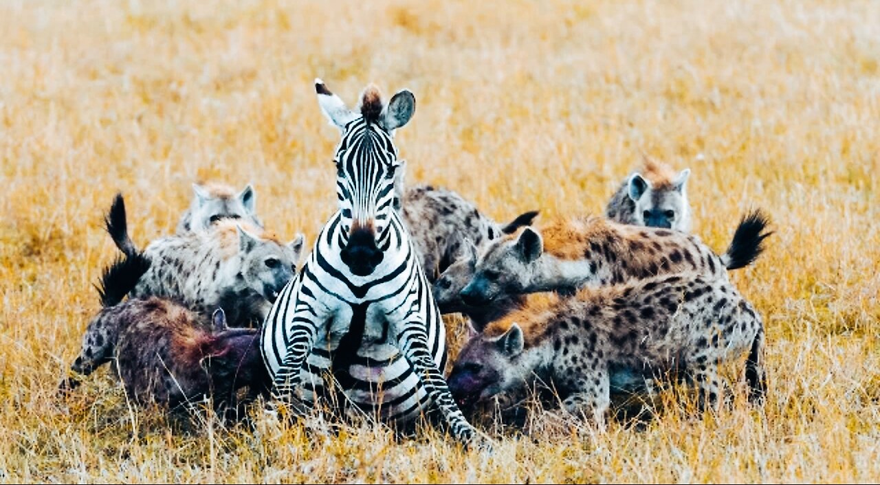 Pregnant zebra mares battles hyena clan