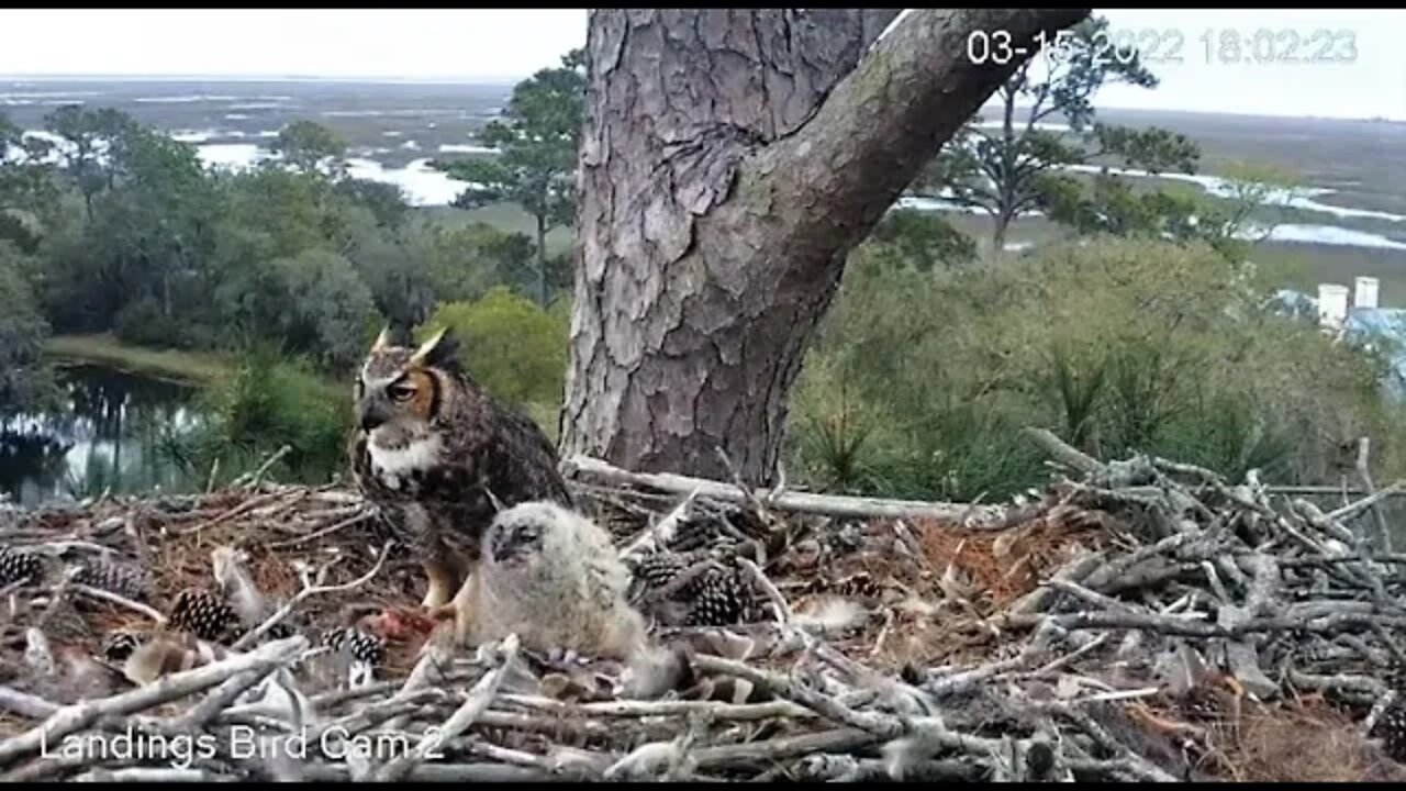 Dinner For a Hungry Owlet 🦉 3/15/22 18:02