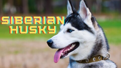 Siberian Husky dogs