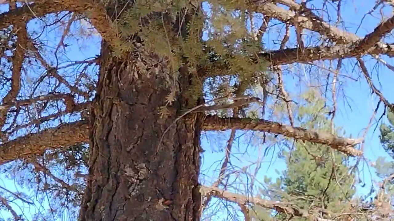 Blueish Jay or Woodpecker?