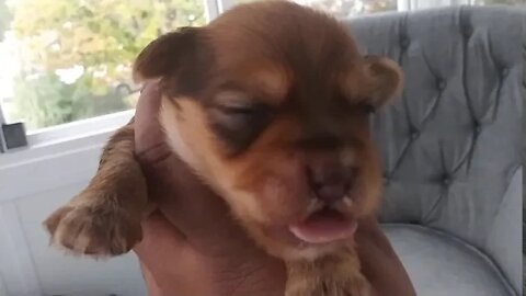 J Litter-11 Days Old