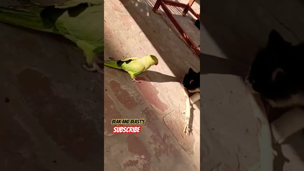 Cat Playing With Parrot 🦜😺 #cat #parrot #new #viral #cute #trending #reels #shorts #baby #babyshark