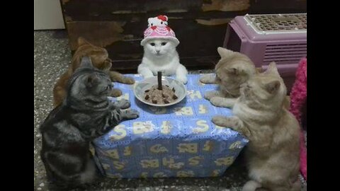 The birth of a cat😺🎈🎉