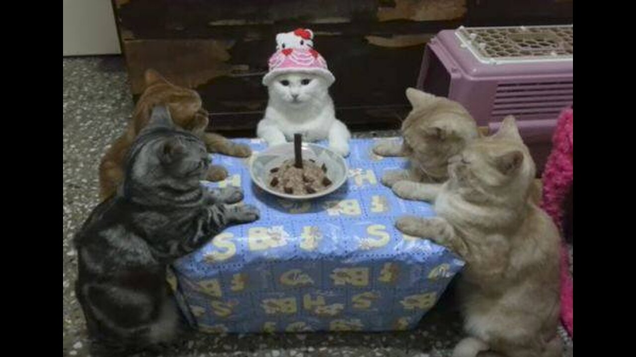 The birth of a cat😺🎈🎉