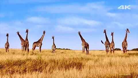 Giraffes Lifestyle And Behaviours - Amazing Giraffes Video For Kids - Animal's Galaxy - 2021