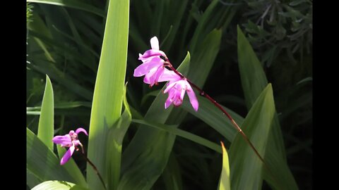 Hardy Ground Orchid