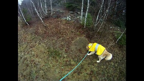 April 18th, 43º and damp. Heavy rain overnight. Flynn and I stay on the property.