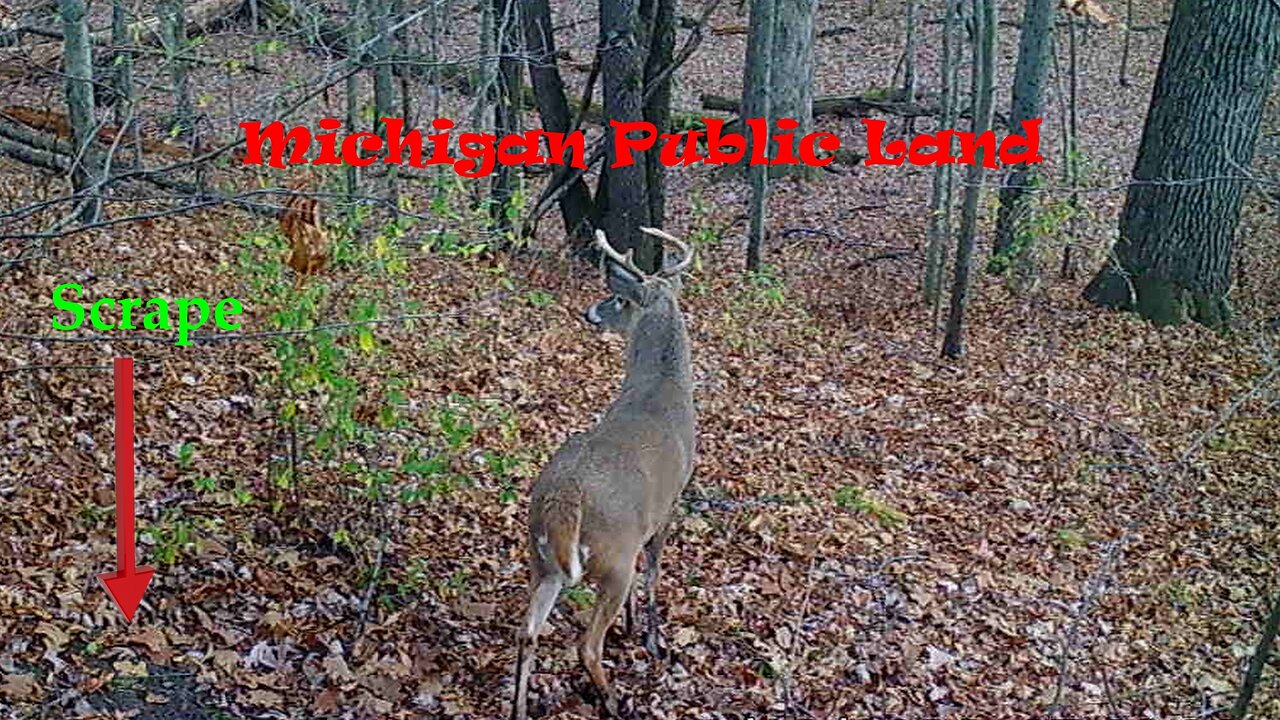 Tactacam Trail Camera Videos On Michigan Public Land