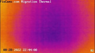 Night migrating birds on thermal camera - 8/28/2022 @ 22:43 - Odd Flight Path