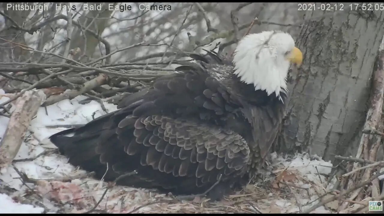 Hays Eagles Mom labor and egg laying 2021 02 12 5:46PM