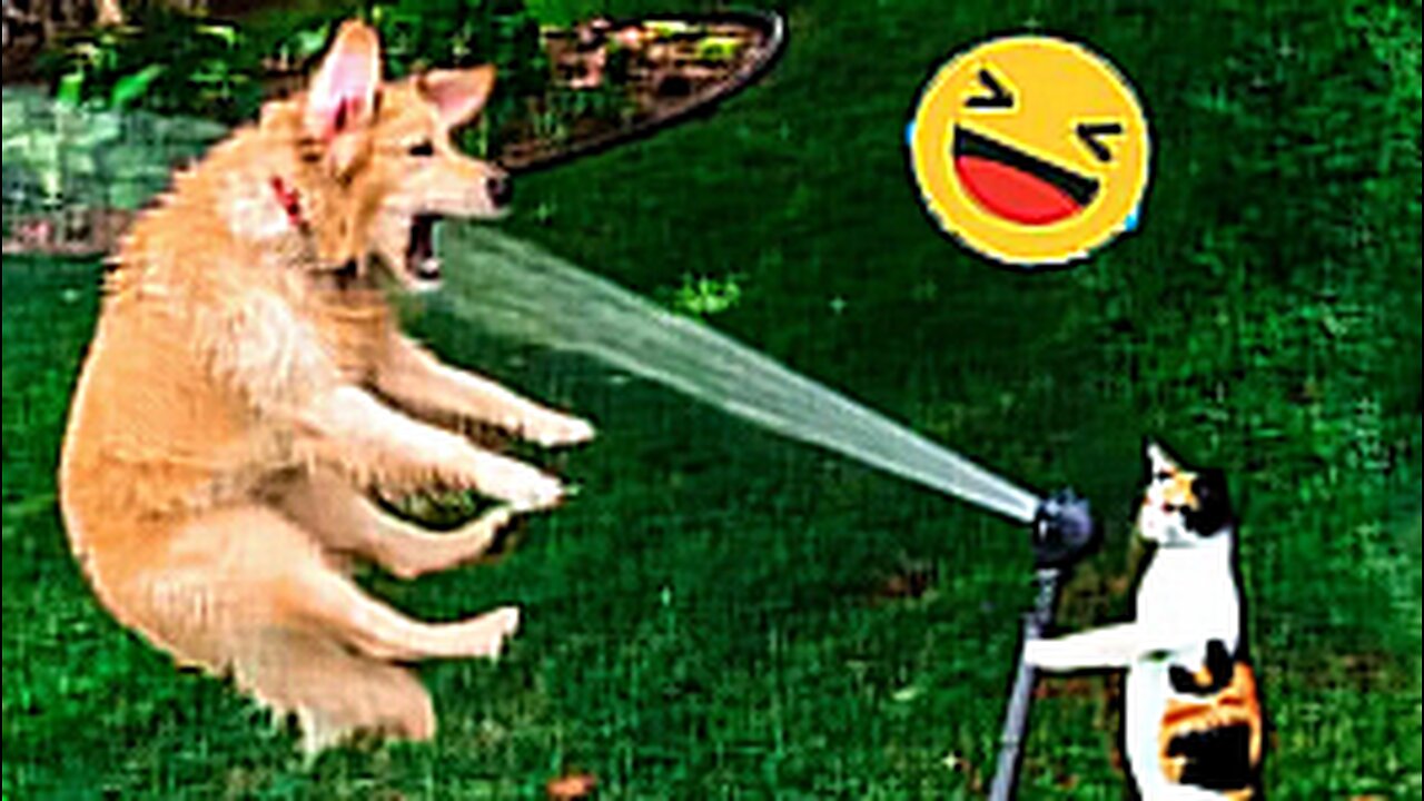 Try Not To Laugh Dogs And Cats 😁 - Best Funniest Animals Video 2023