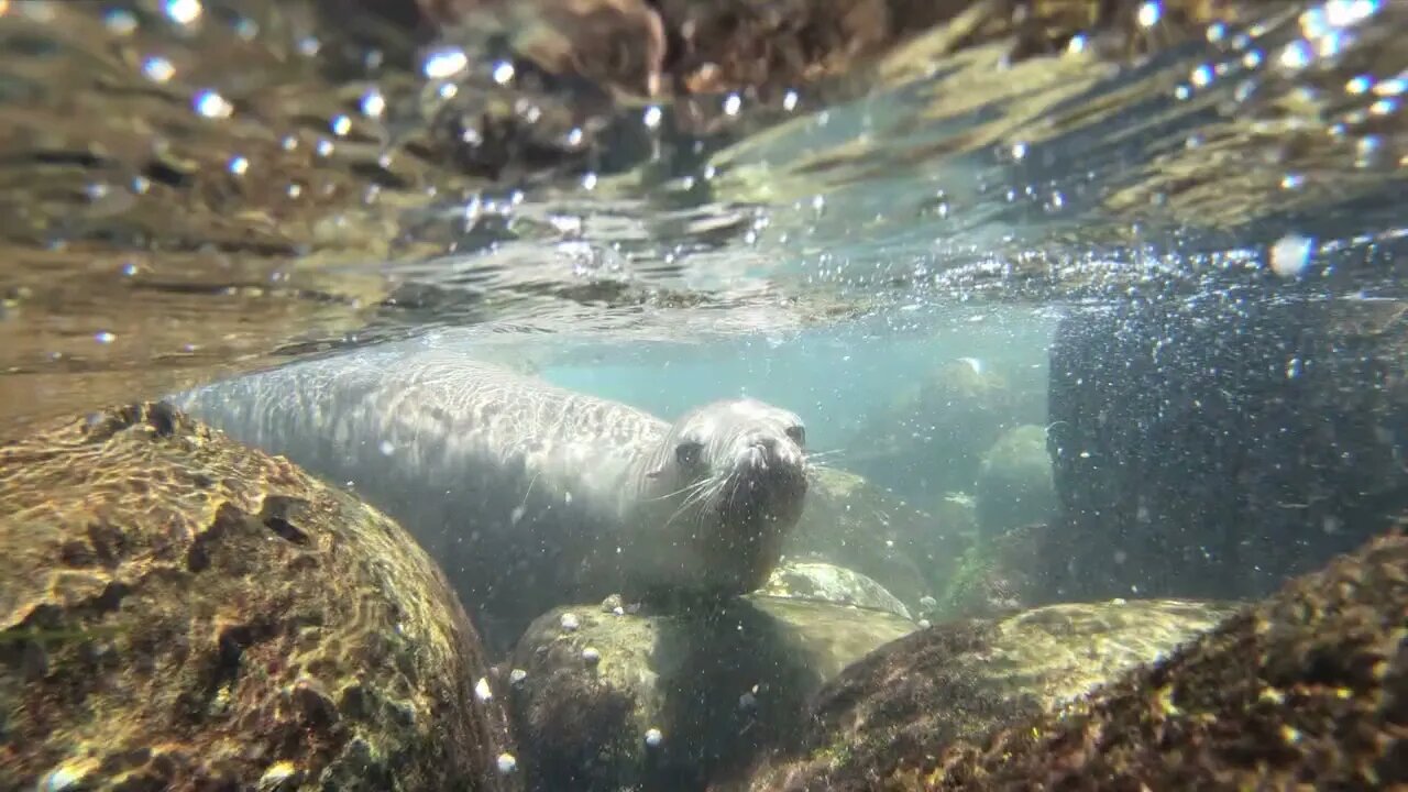 A day at La Jolla Cove