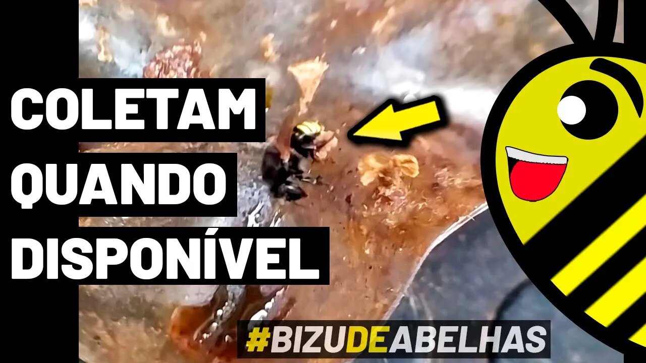 ABELHAS MANDAÇAIA COLETANDO CERA DE JATAÍ | NUNCA MAIS JOGUE FORA AS SUAS ISCAS!