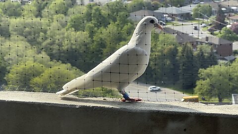 Special visitor early morning on the balcony 😍😍