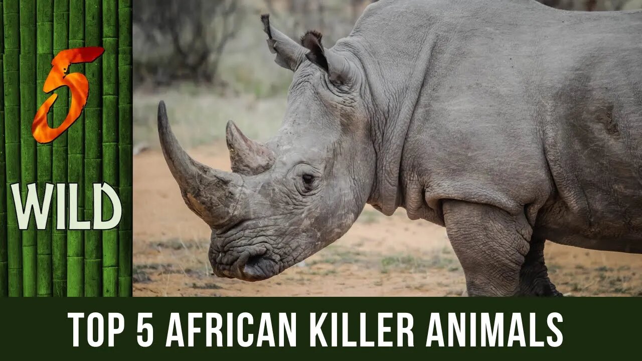 Top 5 African Animals That Kills The Most People | 5 WILD