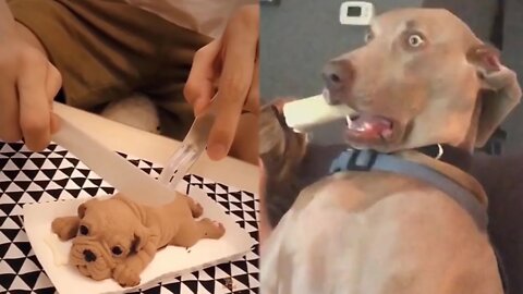 The Funniest Dog Videos #1 - You Will Laugh In 10 Seconds 😂 #shorts