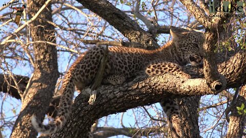 Leopard Family, Part 12