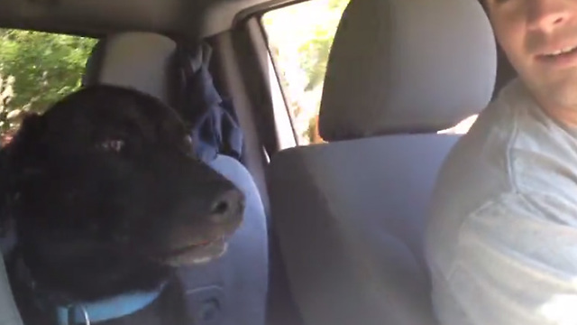 Dad Says They're Going To The Park, Then Labrador Loses It