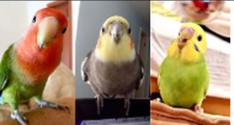 FUNNY AND CUTE PARROTS - TRY NOT TO LAUGH!! ❤️🦜