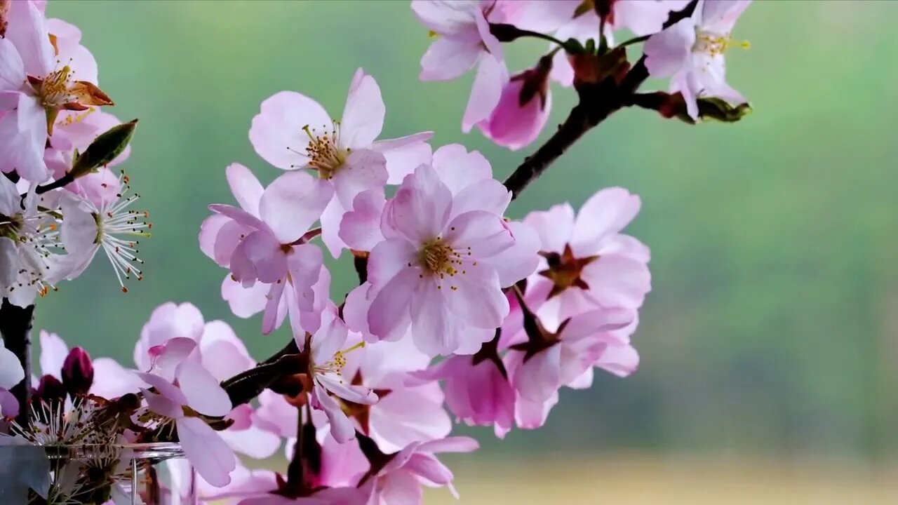 Beautiful Relaxing Music for Stress Relief | Calming Music | meditation, relaxation, sleep, spa