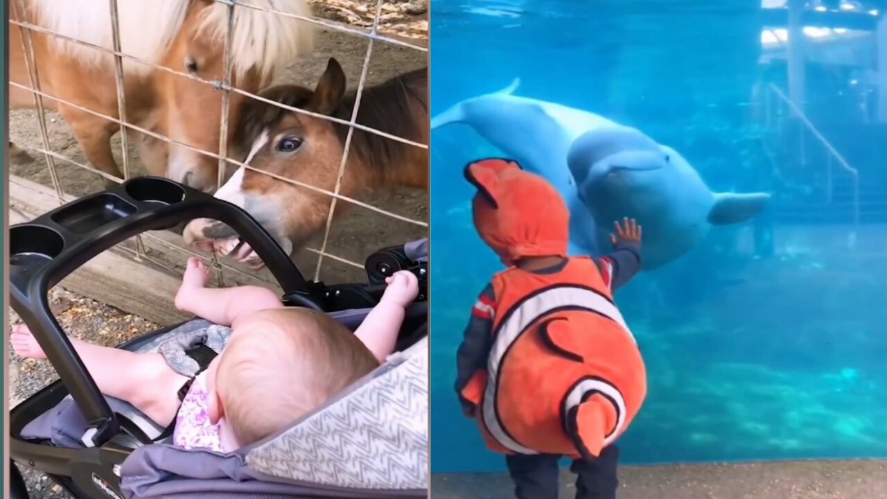 Kids and babies 🤣 feeding cute animals in the ZOO😝