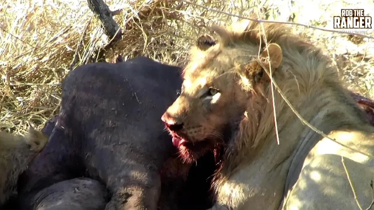 Lions And Cubs With A Buffalo!! | From The Archives