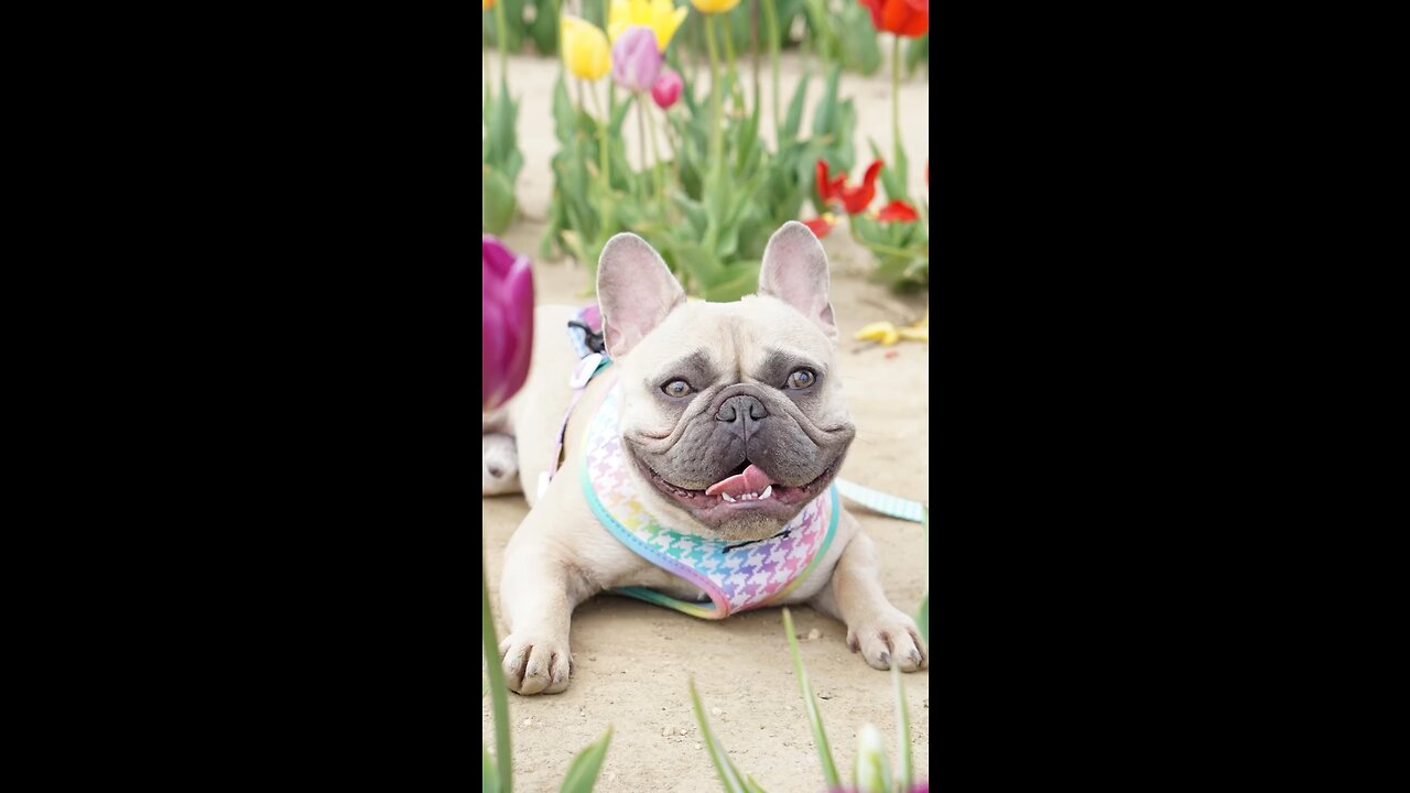 Here’s My “The Photo” Feature | Mochi The French Bulldog