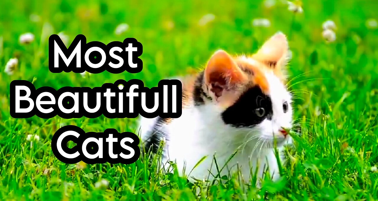 World Most Beautifull Cats - So Cute