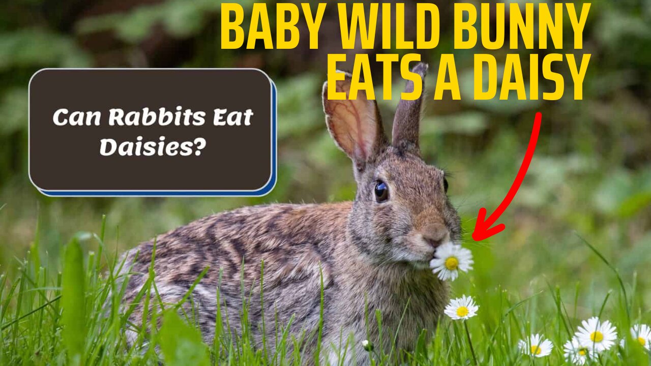 "Captivating Encounter: Adorable Baby Wild Bunny Devours a Delicate Daisy"