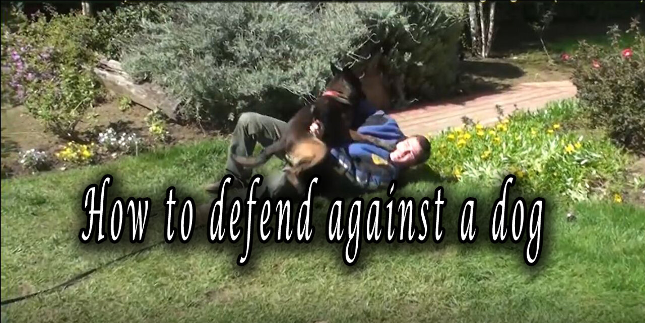 How to defend against a dog. Self defense against dog attack