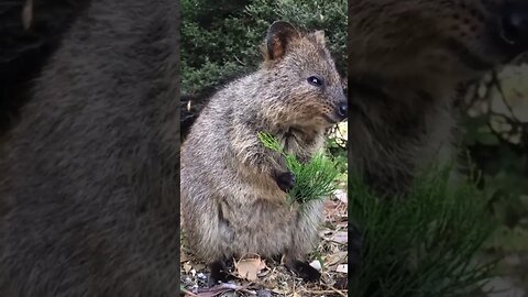 Cute funny Quokka -105