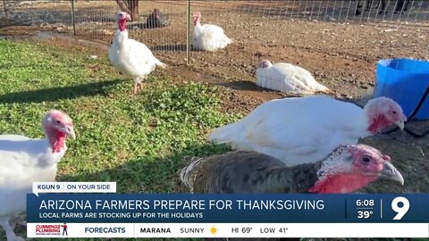 Farm to Table: Raising a Thanksgiving turkey in Southern Arizona