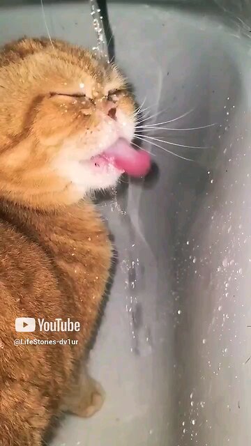 Amazing slow motion cat 😻