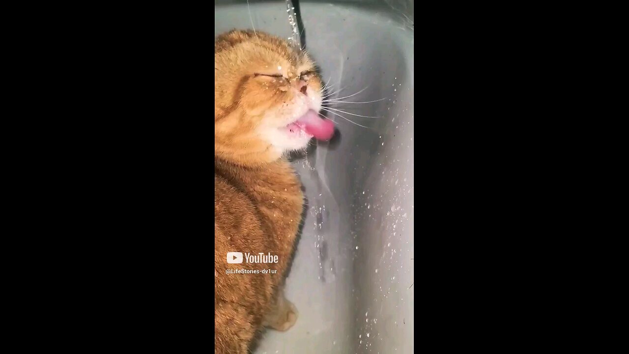 Amazing slow motion cat 😻