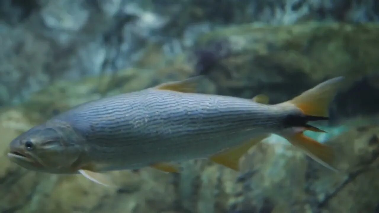 Exotic fish swim in the aquarium