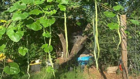 Indian Python Snake Bean - A Food Security Plant?