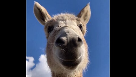 Donkey