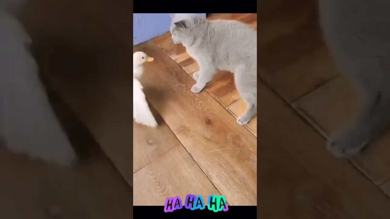 Cat Video#shorts #cat #reels #funny