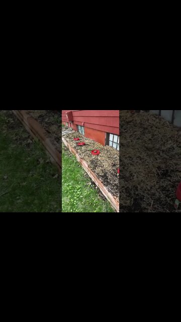 Tomatoes are planted in the garden.￼