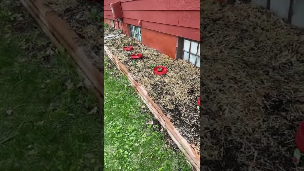 Tomatoes are planted in the garden.