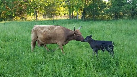 Wren Left Her Calf