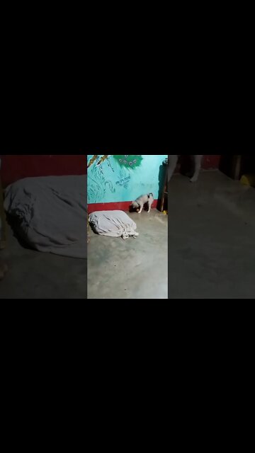 puppy's playtime 🥰#shorts #puppy #dogs