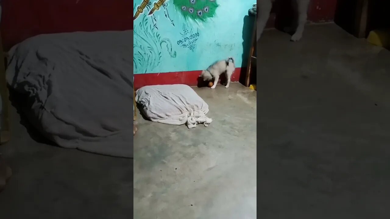 puppy's playtime 🥰#shorts #puppy #dogs