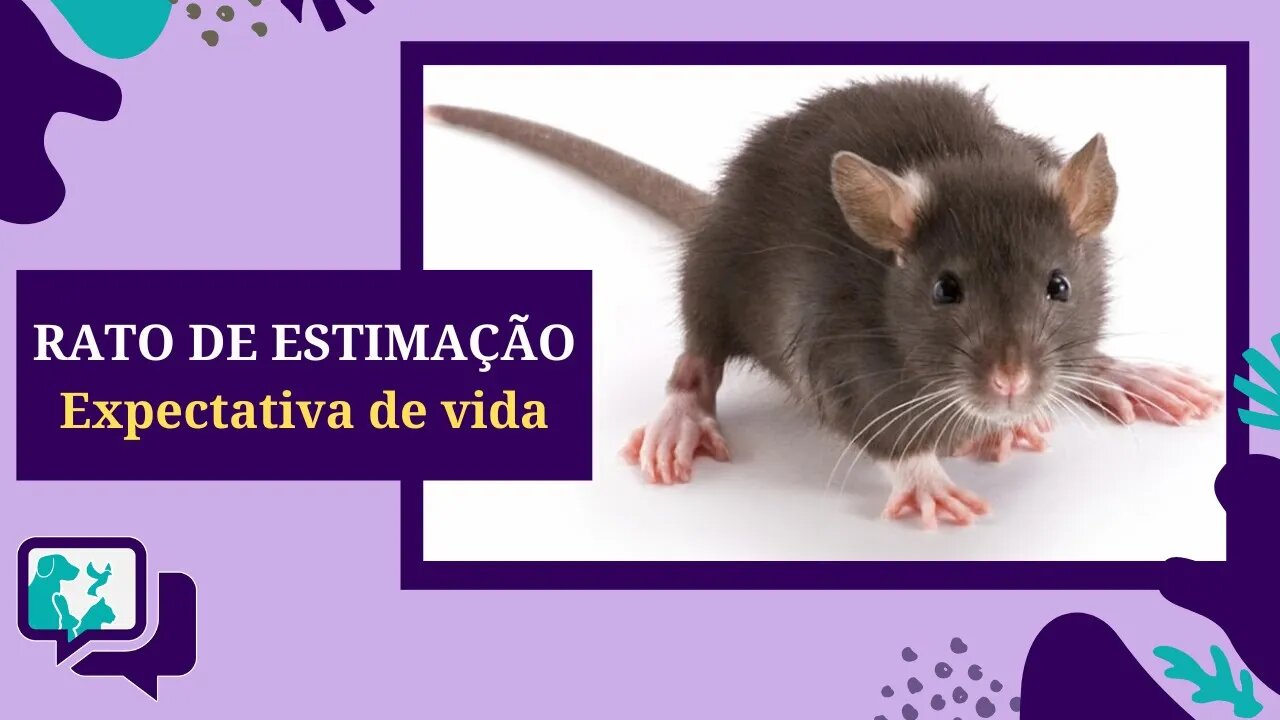 Expectativa de Vida de RATOS DE ESTIMAÇÃO