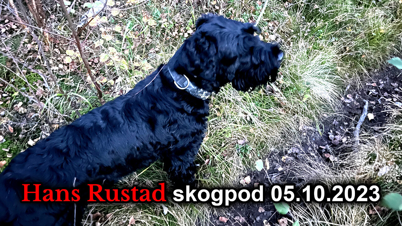 Skogpod 5. oktober 2023