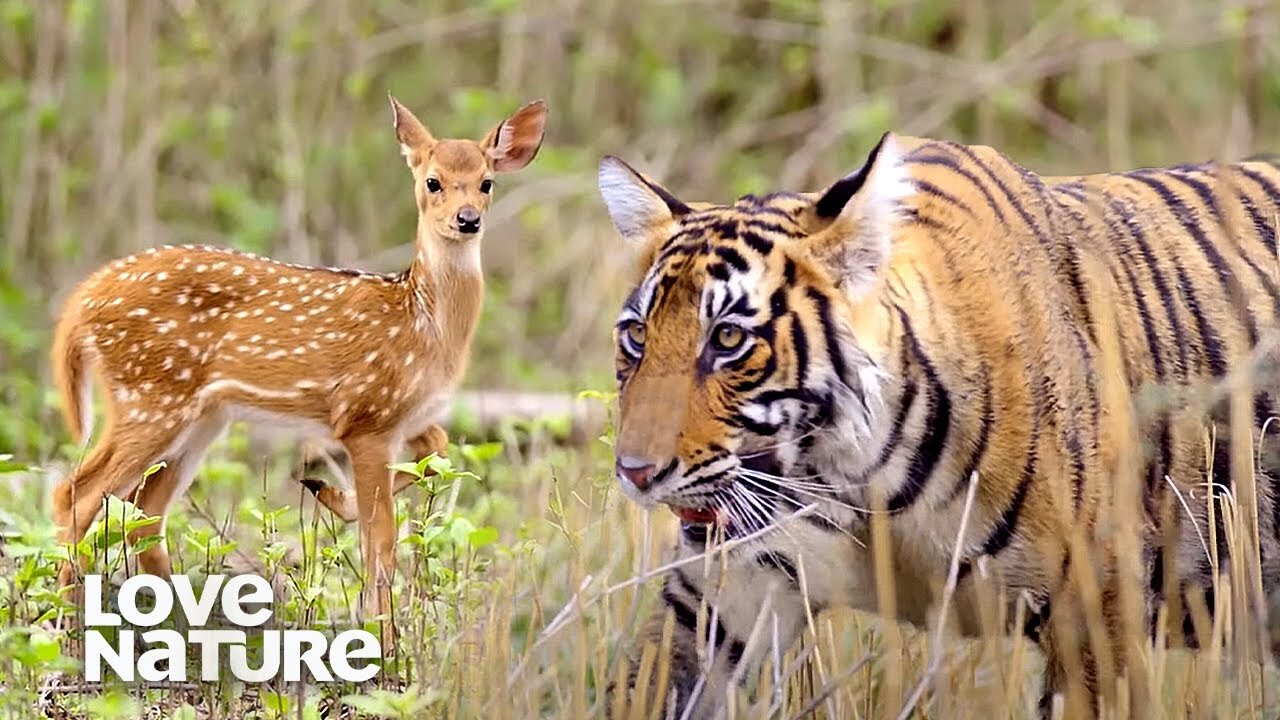 Tiger Attacking Fawn