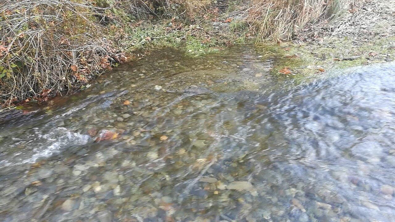 Salmon Reflux三文魚回流