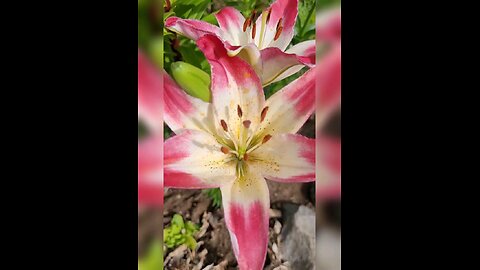 Asiatic Lilies Relaxing Medley