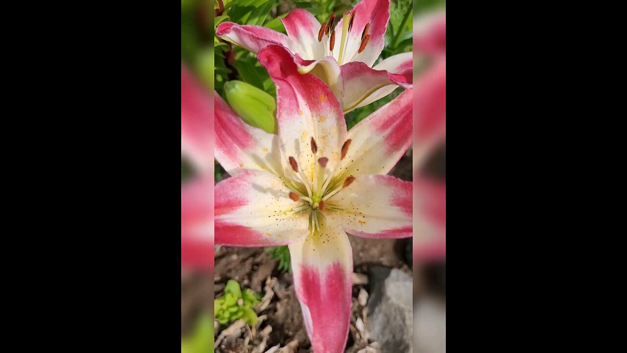 Asiatic Lilies Relaxing Medley