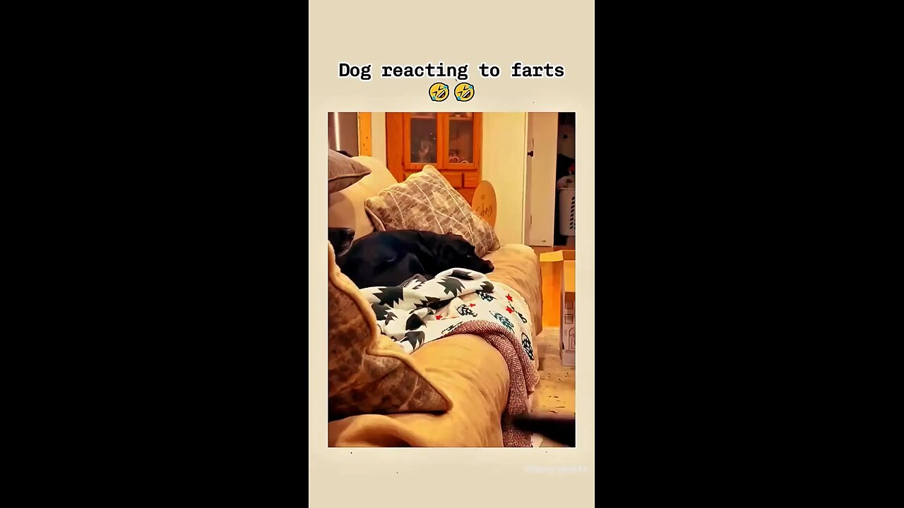 Funny pets
